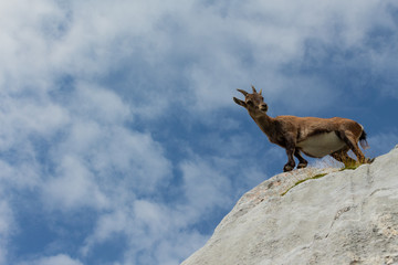 Mountain Goat 