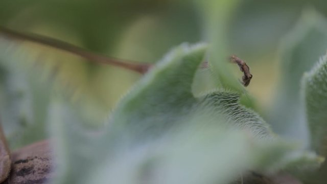 The leg (claw) of an adult female praying mantis (sp. Mantis religiosa insect), camouflaged in betweena plant leafs isolated from (OOF out of focus) background.