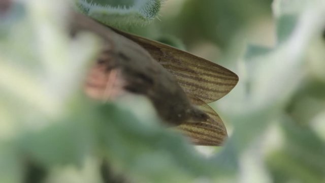 Adult female praying mantis abdomen segment with wings. seen through  plant leafs isolated from (OOF out of focus) background.