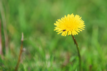 A fly standing on top of a yellow flower with the grass in the background