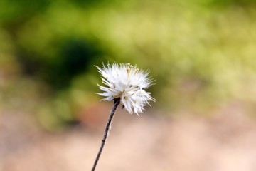 Beautiful snap of single flower
