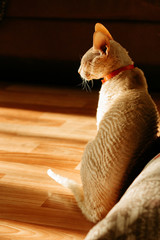 The domestic cat is sitting. Cornish Rex.