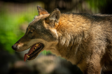 Scary dark gray wolf (Canis lupus)