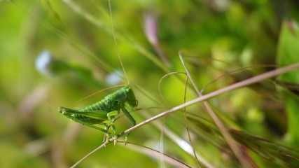 grasshopper on grass