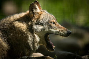 Scary dark gray wolf (Canis lupus)
