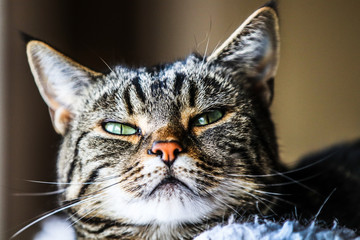 Close up portrait of a tabby and white cat’s head with green eyes squinting at the camera