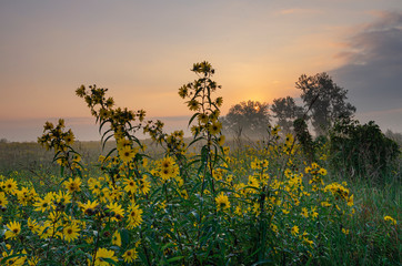 644-65 Goose Lake Sunflower Sunrise