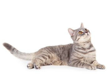 Beautiful cat lying on white background