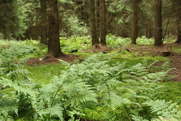 Moose and ferns cover the forest floor