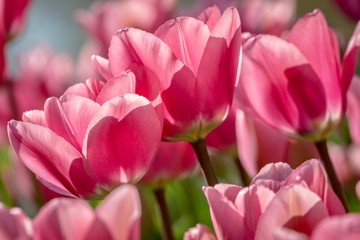 pink tulips in the garden