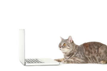 Beautiful cat with laptop computer on white background