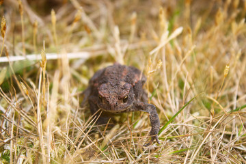 Brown tree frog in high grass