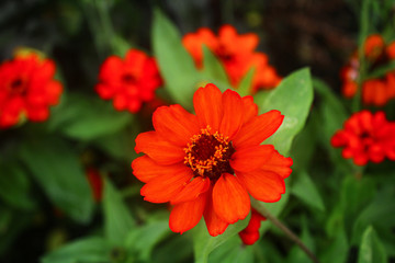 Beautiful red flowers on a meadow in the garden