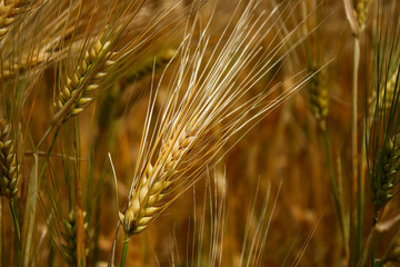 Fototapeta premium Grain on a field in autumnal golden colours