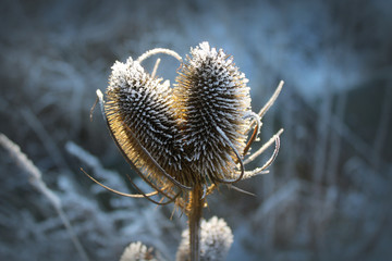 View of a plant in the form of a heart during a winter walk