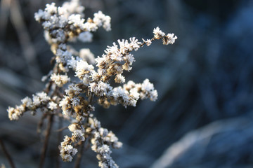 plant covered with ice crystals during a winter walk through the garden
