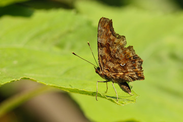 C-Falter Schmetterling isoliert auf einem Blatt in der Sonne sitzend Seitenansicht Polygonia c-album