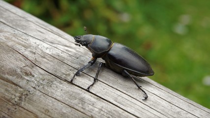 Lucanus cervus