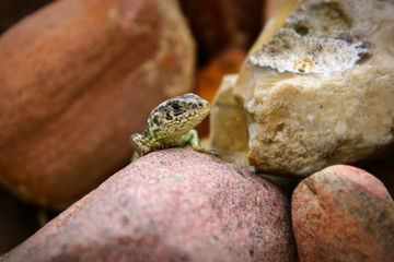 green lizard on a stone observed from the side