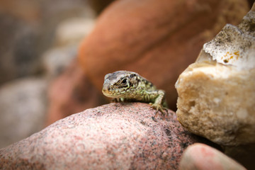 green lizard sneaking up on a stone