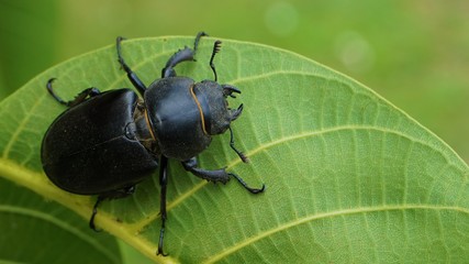 Lucanus cervus