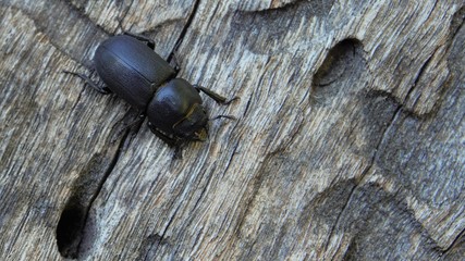 black beetle