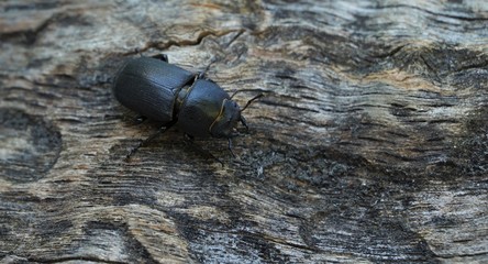 black beetle