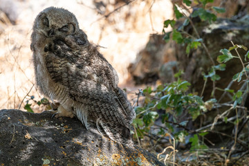 Barred Owl