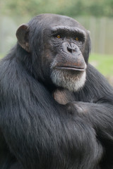 Chimpanzee, with arms folded