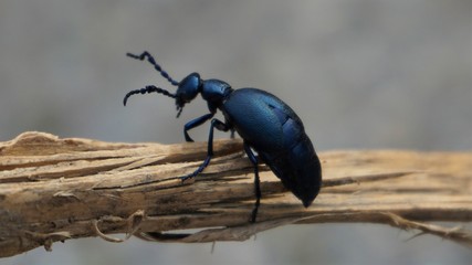 Meloe violaceus