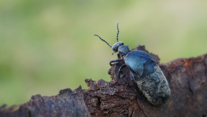 Meloe violaceus