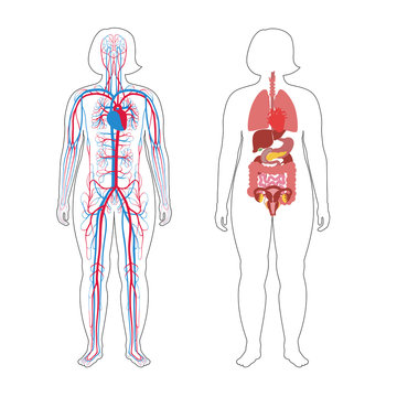 internal organs and circulatory system of woman