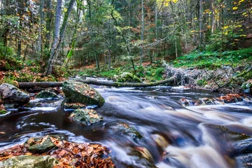Fototapeten river in forest © Mario