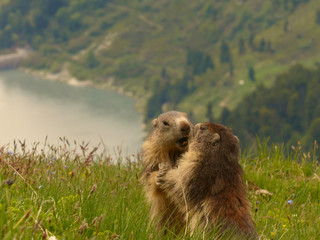 VANOISE, FRANCE - JUNE, 13, 2019: Two Marmota marmota L. pictured playing on the field.
