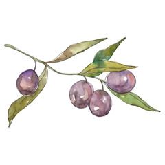 Olive branch with black fruit. Watercolor background illustration set. Isolated olives illustration element.