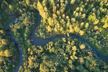 Forest with a winding river at sunset. Aerial photography with a drone.