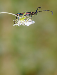 small longhorned beetle in the summer garden