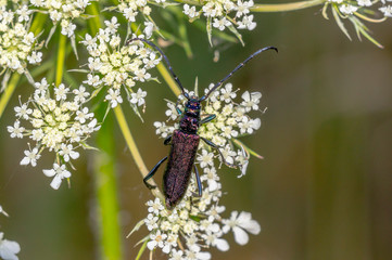 small longhorned beetle in the summer garden