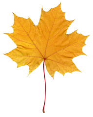 Naklejka na ściany i meble Autumn forest. Maple leaf. High quality.