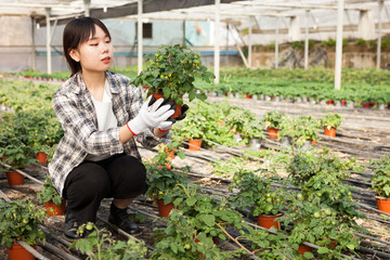 Naklejka na ściany i meble Woman gardener holding pot with tomatoes seedling in sunny greenhouse