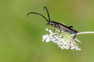 small longhorned beetle in the summer garden