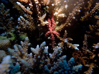 Egyptian Sea Star (Gomophia egyptiaca)