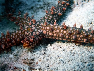 Egyptian Sea Star (Gomophia egyptiaca)