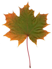 Autumn forest. Maple leaf. High quality.