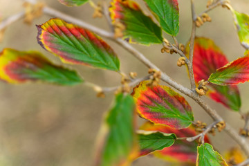 Der Herbst kommt so bunt