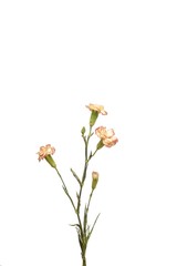 floribunda flower on white background overlay