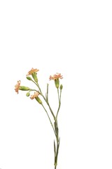 Fototapeta na wymiar floribunda flower on white background overlay