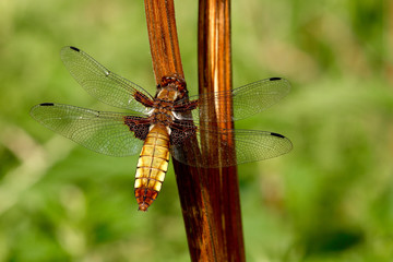 dragonfly on leaf