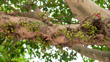  Cluster fig on the tree