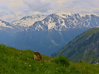 NATIONAL PARC DE LA VANOISE, FRANCE - JUNE, 18, 2019: Marmota marmota L. in alert to the possible danger, ready to take a run if it's necessary.